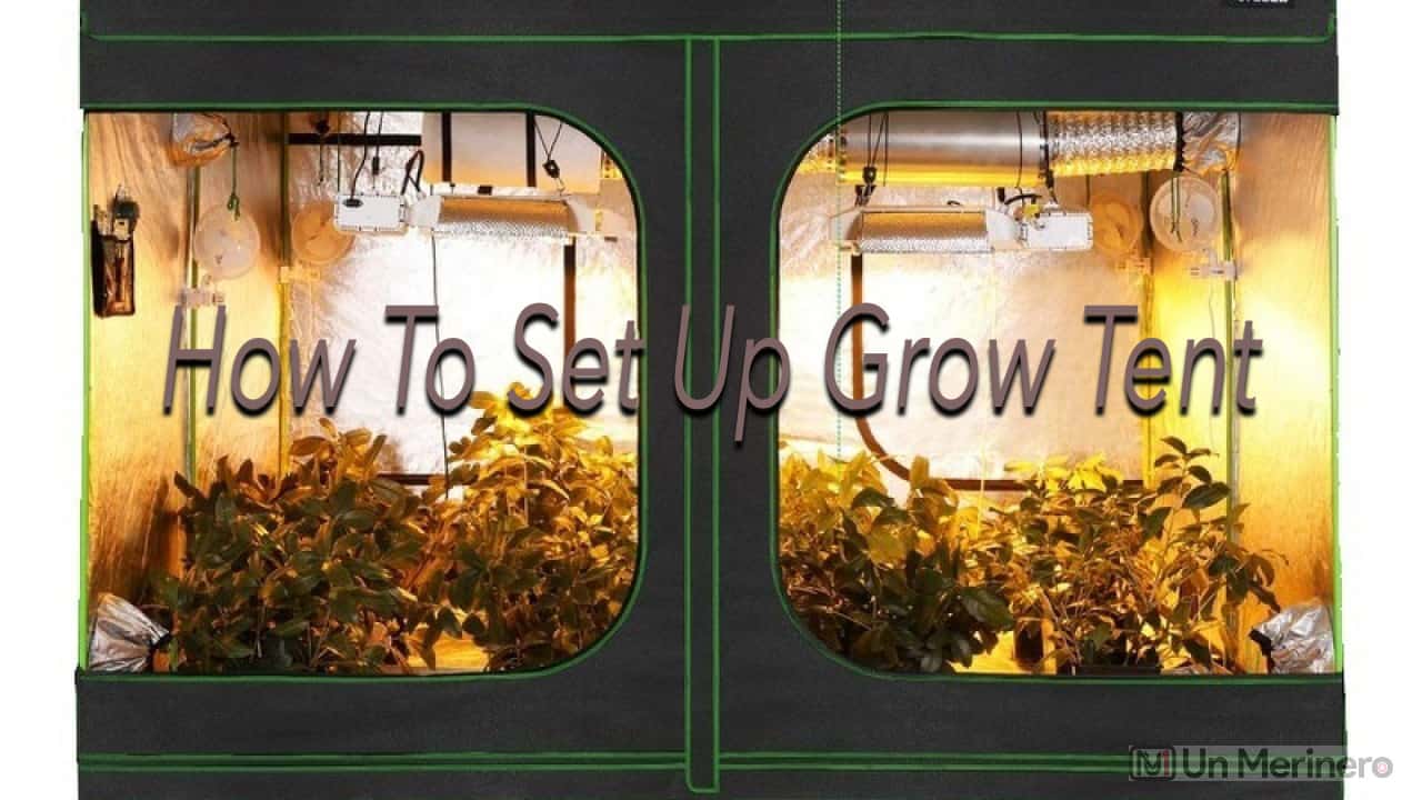 How Should You Set up Your Grow Tent? Step By Step Guide