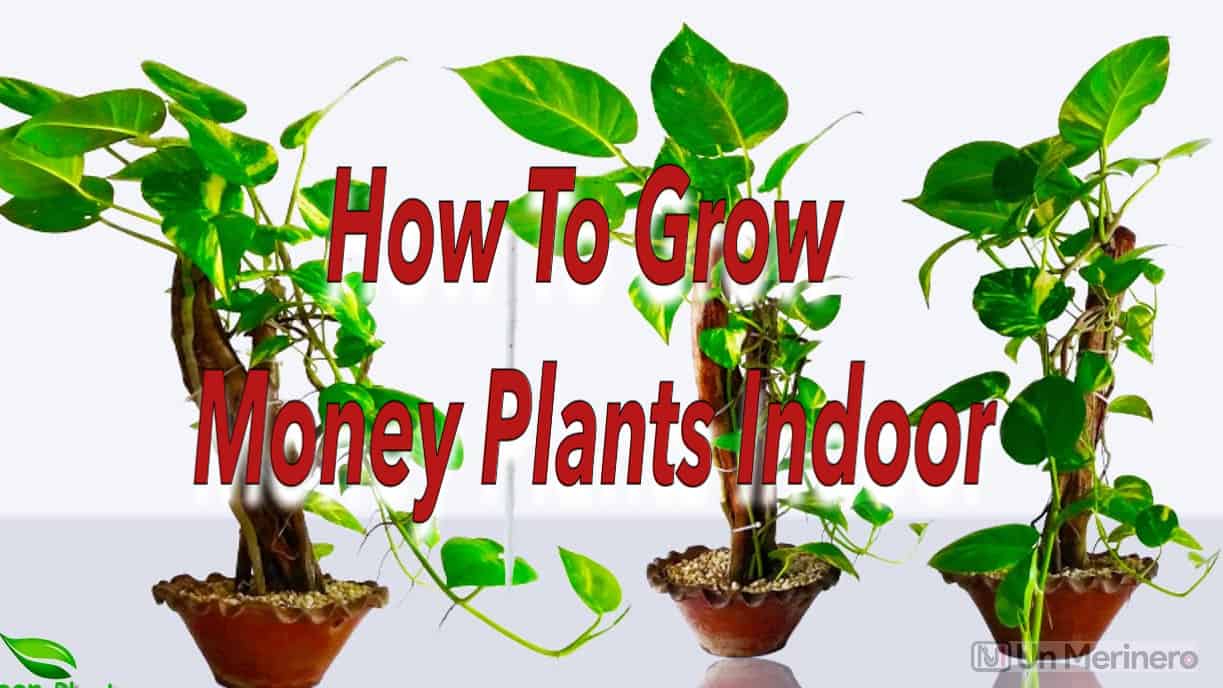 Money plant