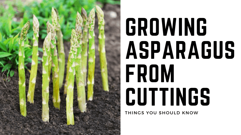 Can You Grow Asparagus From Cuttings? How to Grow Asparagus From Cuttings?