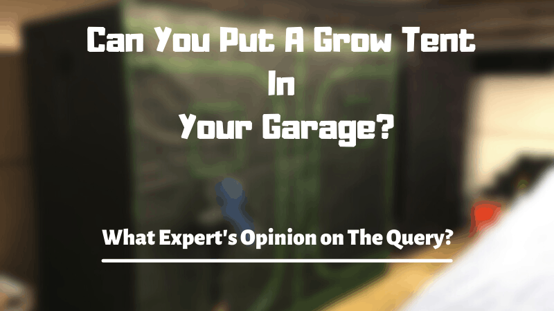 Can I Put A Grow Tent In My Garage? How to Grab The Perfect Tent For Garage?