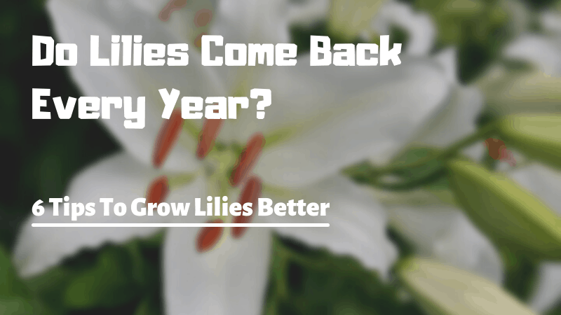 Do Lilies Come Back Every Year? 