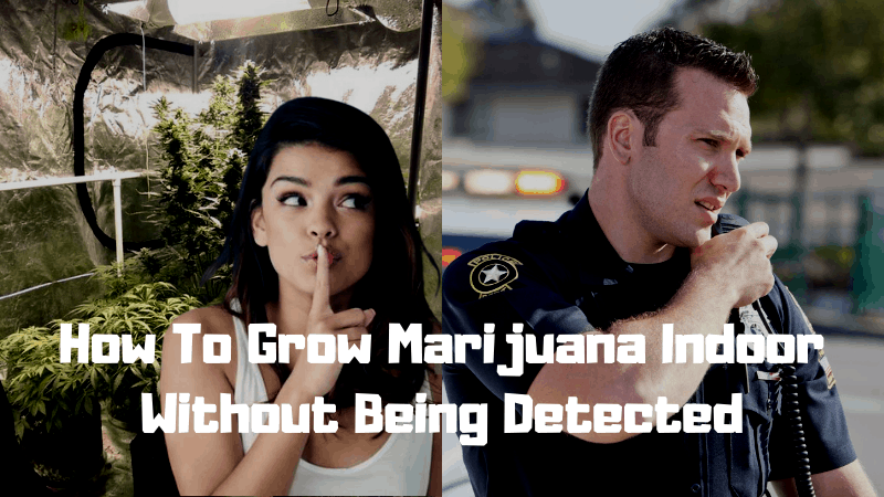 Can Police Detect Grow Tents Growing Marijuana?