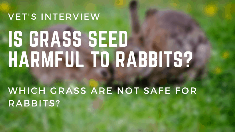 Is Grass Seed Harmful To Rabbits? Which Grass Are Not Safe For Rabbits?