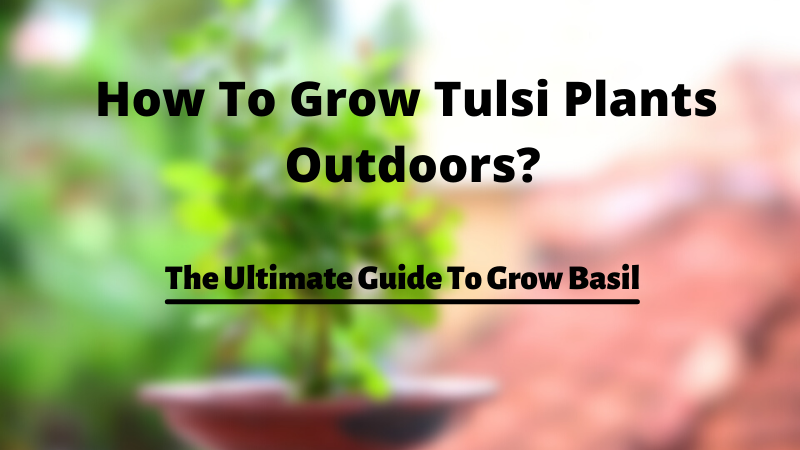 How To Grow Tulsi Plants Outdoors | The Ultimate Guide To Grow Basil