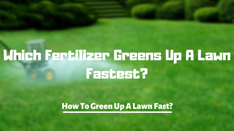 Which Fertilizer Greens Up A Lawn Fastest? How To Green Up A Lawn Fast?