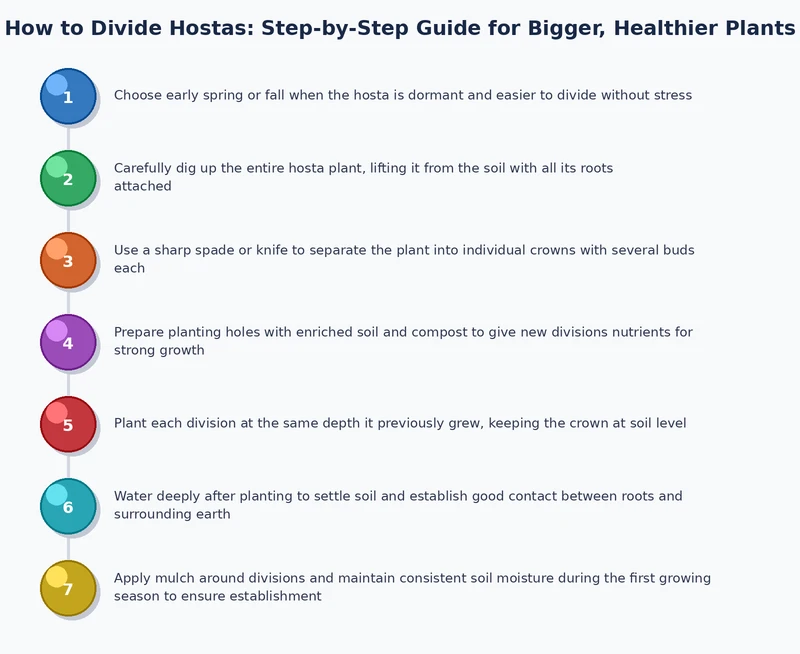 Step-by-step process diagram showing how to divide hostas from lifting to replanting