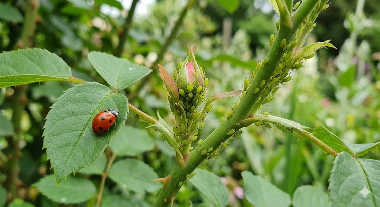 close-up of aphid colony on plant stem illustrating how to get rid of aphids naturally