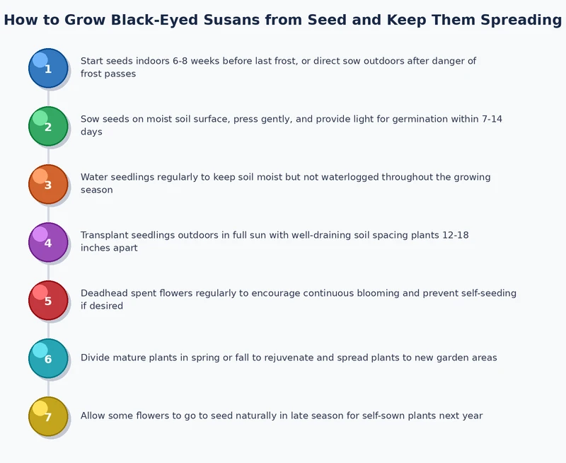 process diagram showing how to grow black-eyed susans from seed through stratification, sowing, thinning, and colony establishment