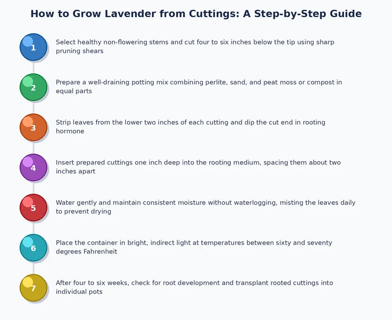 process diagram showing each step of growing lavender from cuttings — from stem selection through transplanting to the garden