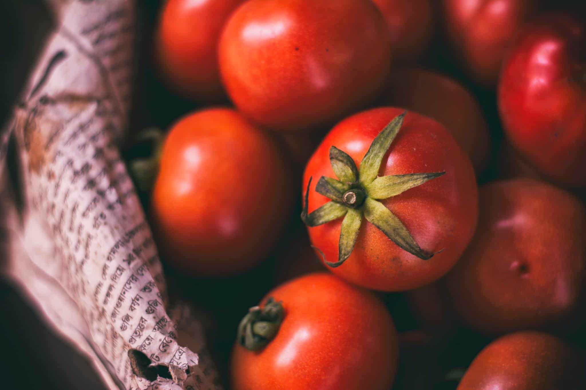 How To Grow Tomatoes Indoors With Artificial Lights