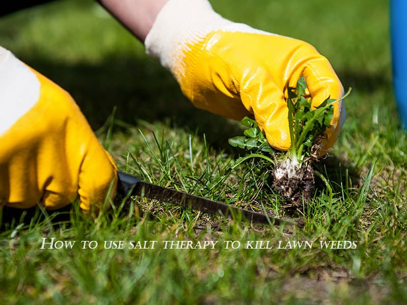 How To Use Salt Therapy To Kill Lawn Weeds