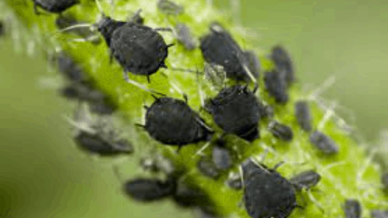 How To Protect My Garden From Bugs