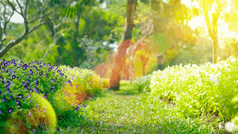 Sunlight On The Garden - Beginners Tips For Gardening