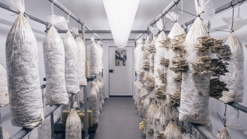 Building A Mushroom Growing House Indoors