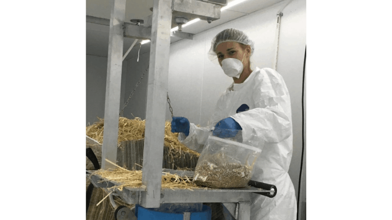 Chemical Sterilization Technique To Grow Mushroom Bed