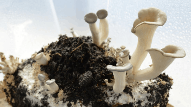 Coffee Grinds For Oyster Mushrooms