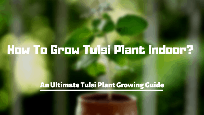 How To Grow Tulsi Plant Indoor? An Ultimate Tulsi Plant Growing Guide