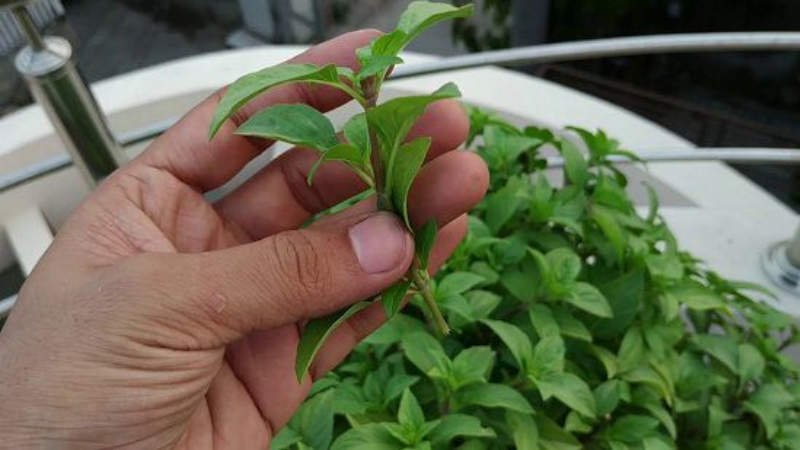 How To Grow Tulsi Plant In Water - Cut The Steam