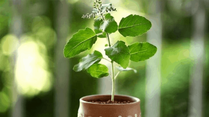 What Are The Important Facts Of Growing Tulsi Plant?