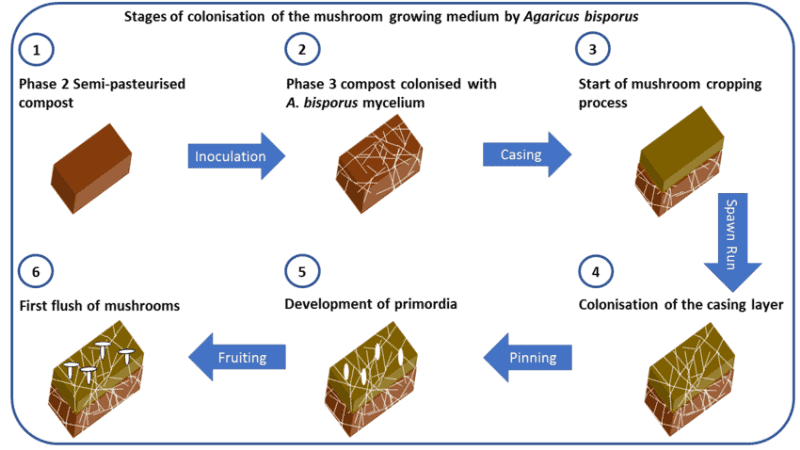 Steam Pasteurization Method To Grow Mushroom Bed