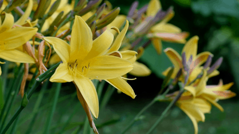 How Can You Mow Over Daylilies From Scapes