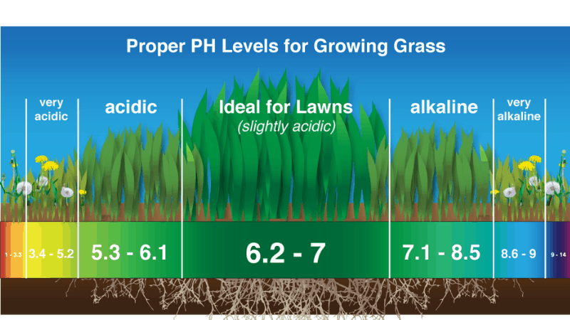 How Much PH Does The Soil Need To Grow Vegetables Like Asparagus