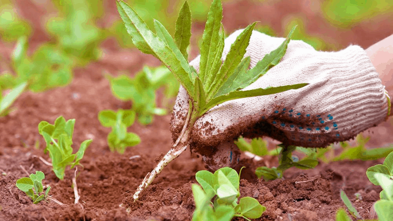 How To Keep Lilies Protected From Weeds