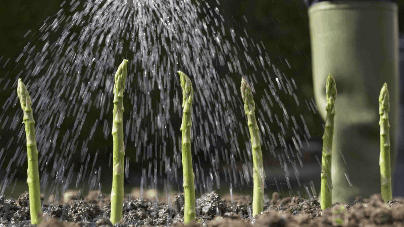 How Often Should I Water My Asparagus?