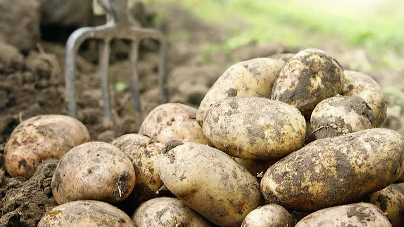 Late-season Varieties Of Potato