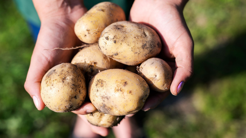 Mid-season Varieties Of Potatoes