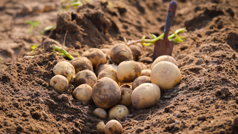 Potato Planting Time And Instructions