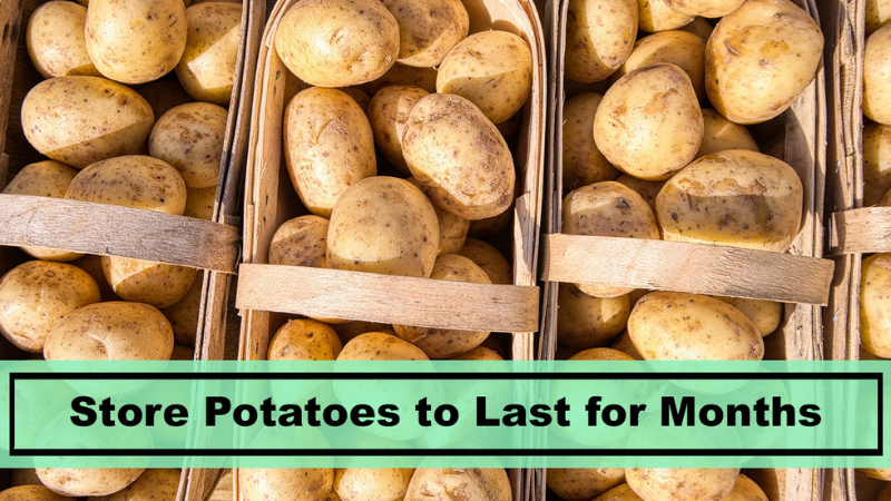 Potatoes: How To Store Them