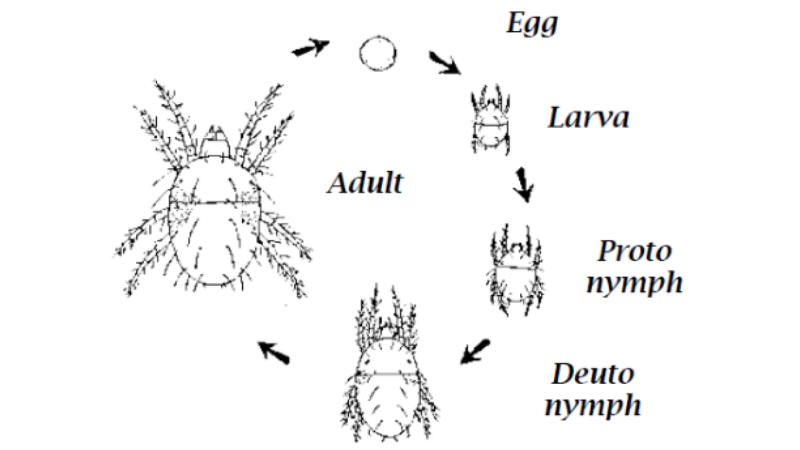 Spider Mite Lifespan