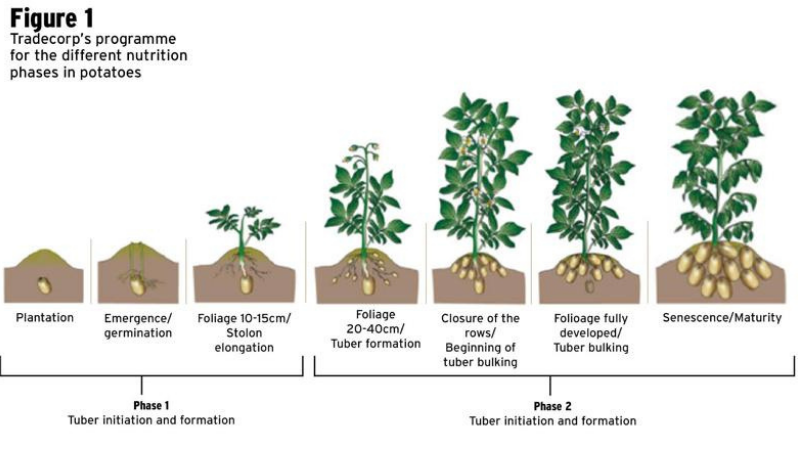 The‌ ‌maturation Period Of Early Potato