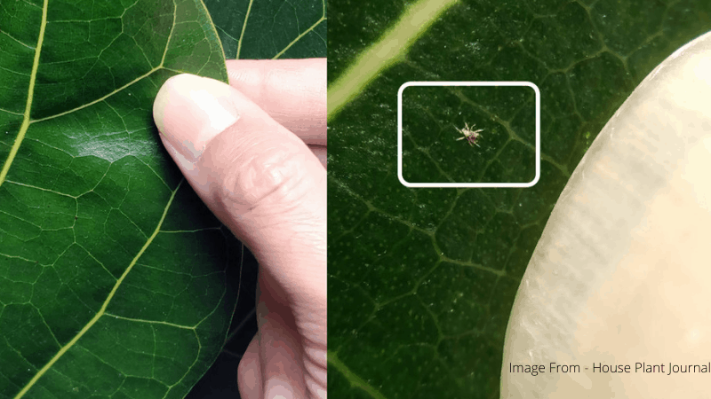 How Spider Mites Damage Houseplants