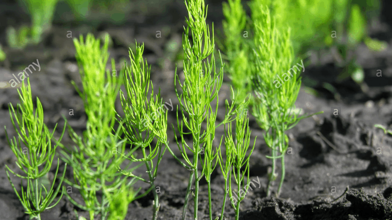 When Do Asparagus Spears Go Thin?