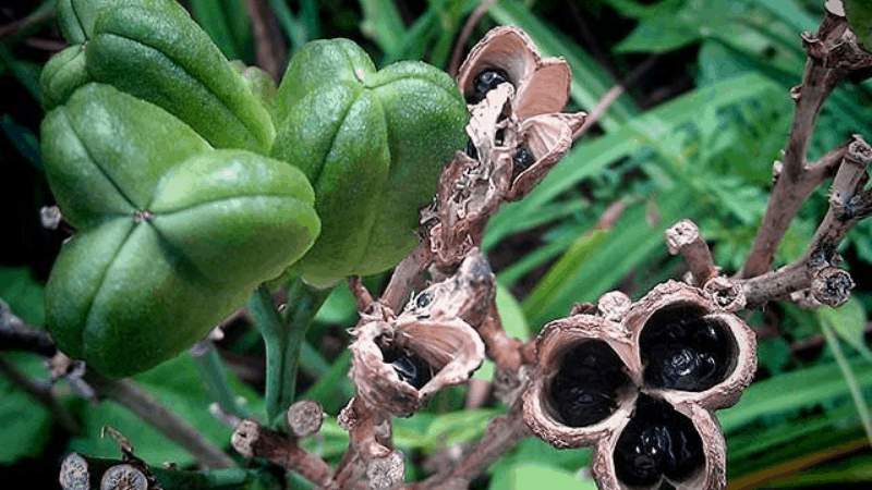 Which Type Of Daylilies Will Bloom All Over The Summer