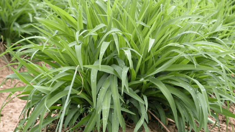 Why My Daylilies Are Not Blooming