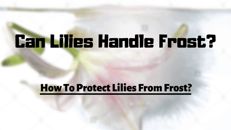 Can Lilies Handle Frost? How To Protect Lilies From Frost?