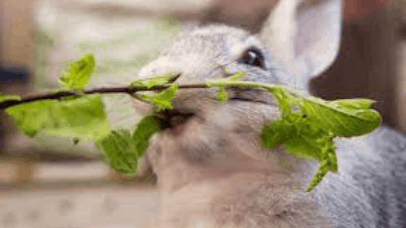 Can Rabbits Eat Tulsi - Is Tulsi Good For Rabbits