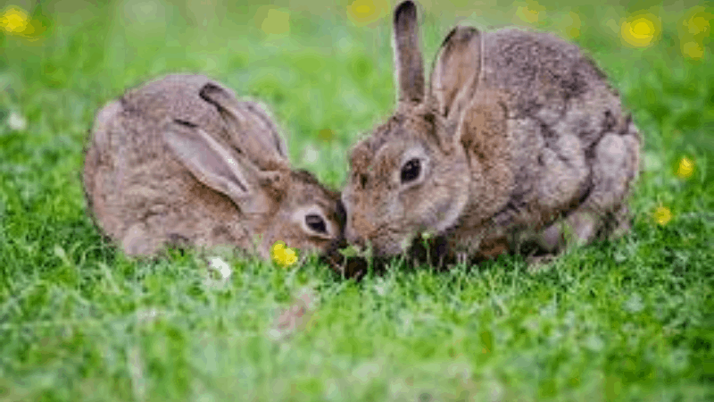 Can Your Rabbit Eat Grass Instead Of Dry Grass (Hay)?
