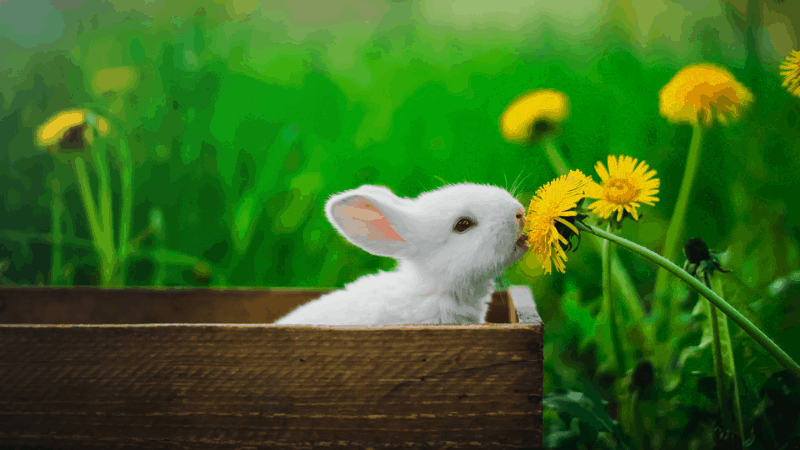 Can Rabbits Eat Sunflower - Is Sunflower Good For Rabbits
