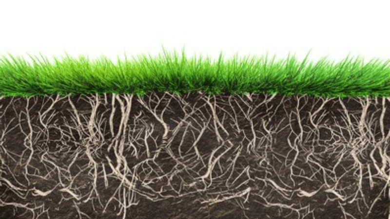 How Herbicides Are Burning Grass