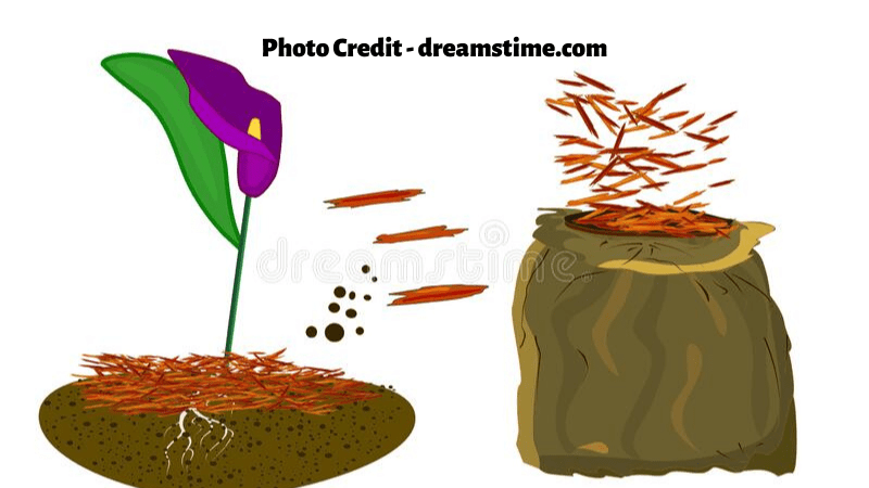 How To Mulch Lilies To Protect It From Frost