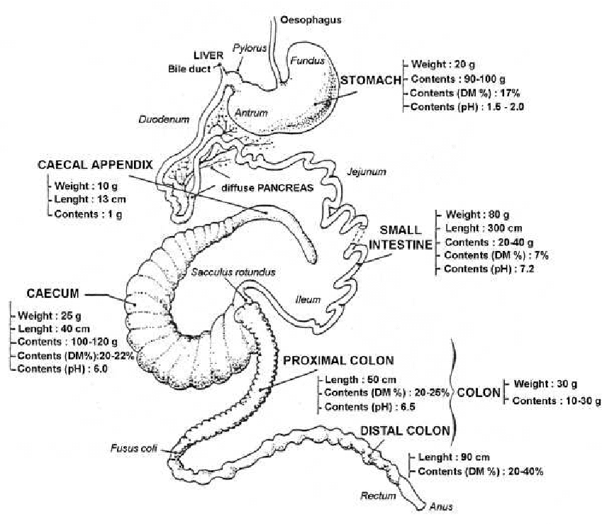 Rabbits Digestive System