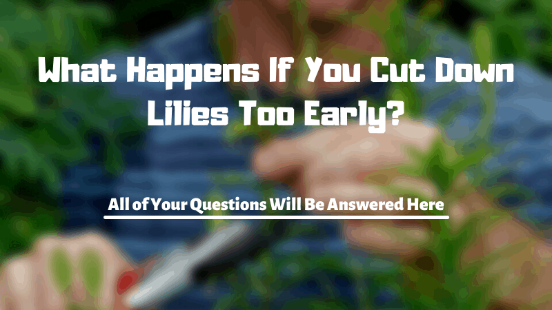 What Happens If You Cut Down Lilies Too Early?