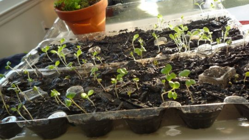 Can I Use Plastic Egg Cartons To Start Seeds?Can I Use Plastic Egg Cartons To Start Seeds?