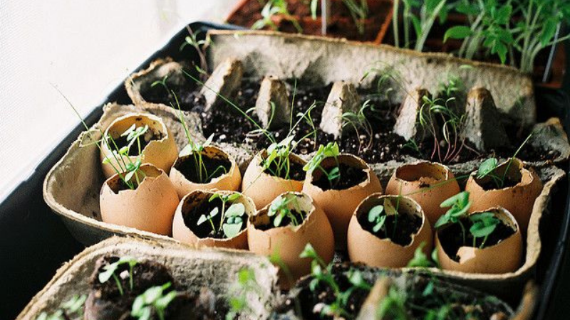 Can You Start Tomato Seeds In Egg Cartons?