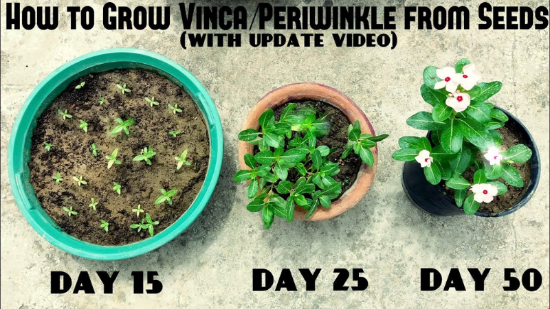 How To Cultivate Periwinkle Or Vinca Minor?