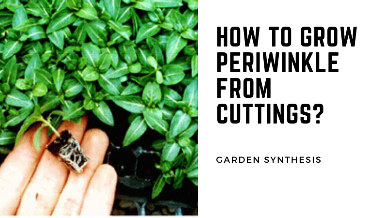How To Grow Periwinkle From Cuttings?